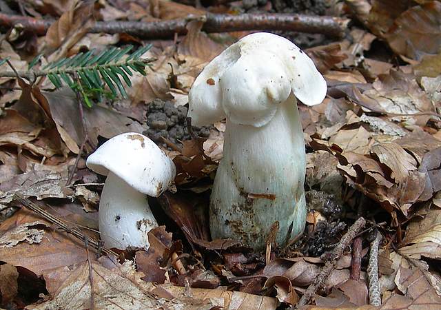 I  Funghi della collina pianeggiante